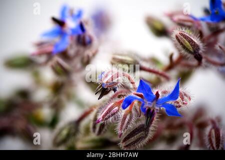 Borretschpflanzen (Borago officinalis) im Makro Stockfoto