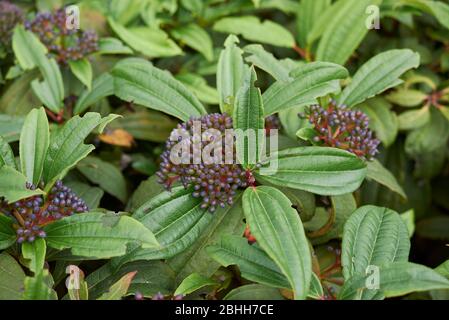 Viburnum davidii Strauch mit blauen Früchten Stockfoto