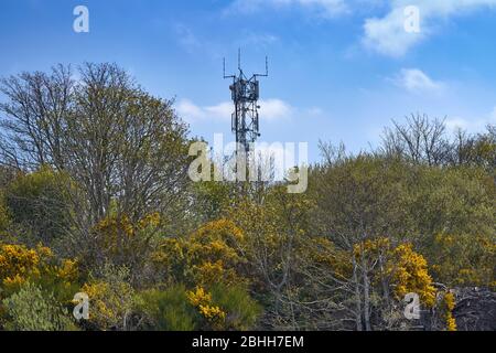 HANDYTURM ODER MAST MIT GELBEN GORSE-BLÜTEN IM FRÜHJAHR Stockfoto