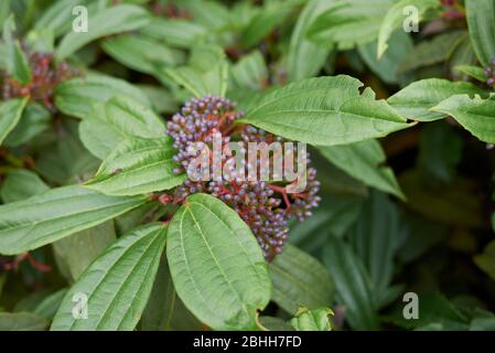 Viburnum davidii Strauch mit blauen Früchten Stockfoto