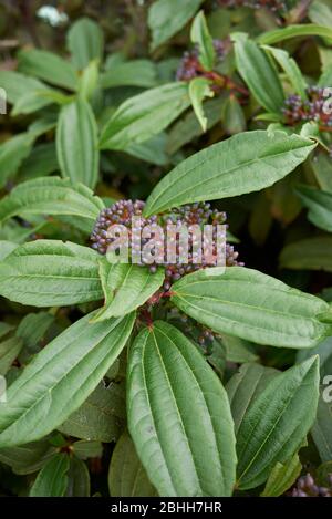 Viburnum davidii Strauch mit blauen Früchten Stockfoto