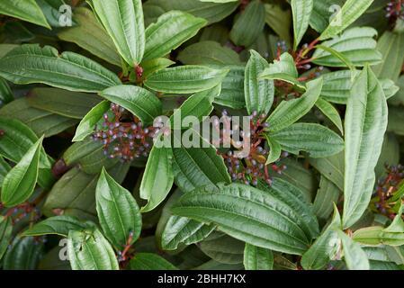 Viburnum davidii Strauch mit blauen Früchten Stockfoto