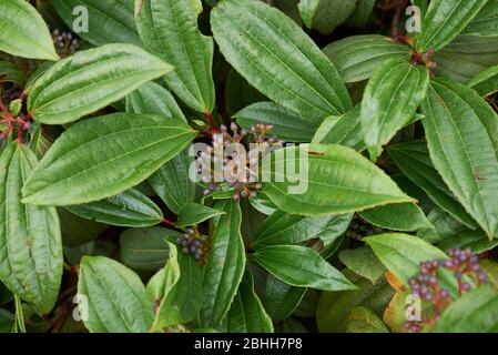 Viburnum davidii Strauch mit blauen Früchten Stockfoto