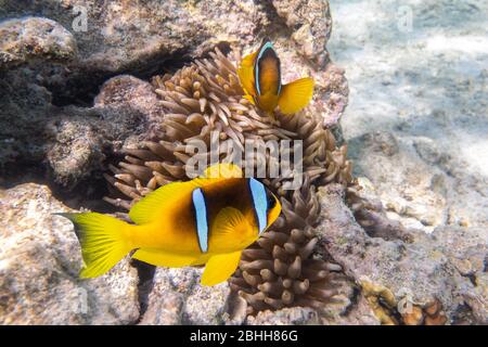 Zwei Orangefarbene Clownfische (Anemone Fish) In Anemone Soft Coral. Ein Paar Leuchtend Gestreifte Tropische Meeresfische In Naturgebiet Im Roten Meer, Ägypten. Erstaunlich S. Stockfoto