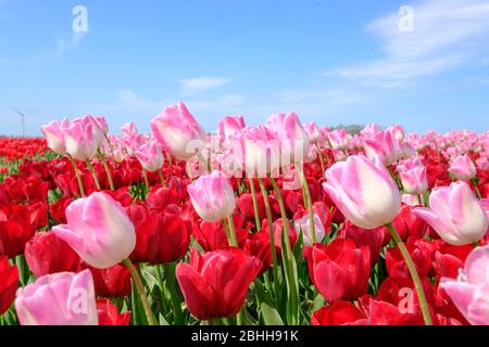 Lange rosa Tulpen in einem roten Tulpenfeld mit Weitwinkellinse von unten, blauer Wolkenhimmel in den Niederlanden. Selektiver Fokus Stockfoto