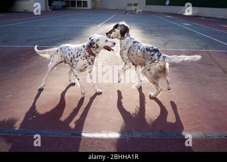 Hunde und Haustiere spielen im Park Stockfoto