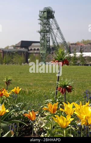 firo. 24. April 2020 Landesgartenschau im Kamp-Lintfort NRW, Nordrhein-Westfalen, wird am 5. Mai 2020 die Laga offiziell eröffnet. Am 24. April 2020 gab es natürlich eine kleine Voreröffnung für Besucher mit mehr als 8000 Spaziergängern, die den Kollienpark unter Beachtung der Corona-Regel erkunden. Aû IST EIN großes Kompliment an die Wanderer, die unsere Regeln absolut gewissenhaft befolgt haben.' Mit Hilfe von Einbahnstafeln, Schranken und Lautsprecherdurchsagen wurden die Wanderer auf einer markierten Route durch den Park geführt. Weltweit verwendet Stockfoto