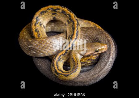 Coelognathus flavolineatus, die schwarze kupferne Rattennatter oder gelb gestreifte Schlange, isoliert auf schwarzem Hintergrund Stockfoto