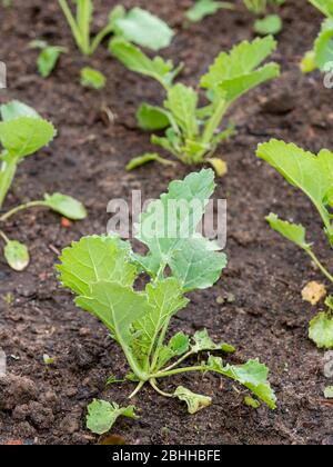 Setzlinge aus sibirischem Grünkohl (Bremer Scheerkohl, brassica napus var. pabularia). Stockfoto