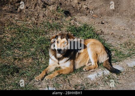 Verlassene obdachlose streunende Hunde liegen auf der Straße. Stockfoto