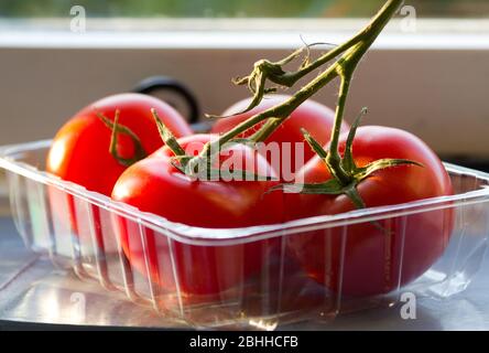 Tomaten reifen auf einer Fensterbank Stockfoto