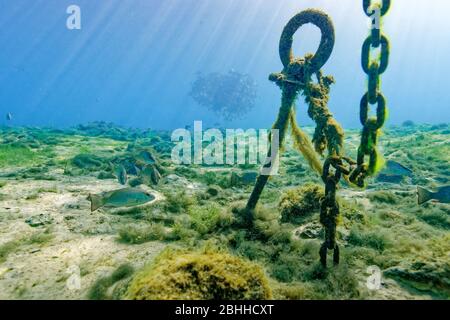 Eine kleine Schule von Mangrove Snappers (lutjanus griseus) schwimmt in der Nähe eines untergetauchten Ankers und einer Kette, da sich in der Ferne eine viel größere Schule versammelt. Stockfoto