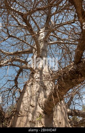 Khajuraho / Indien 24. Februar 2017 Indischer Baobab-Baum in khajuraho, madhya pradesh, Indien Stockfoto