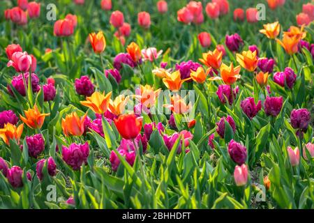 Schönes mehrfarbiges Blumenbeet mit lila, roten und gelben Tulpen in strahlendem Sonnenschein Stockfoto