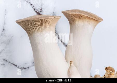 Die rohen Bio-Pilze werden von einer Pilzfarm geerntet. Eringes sind Pilze, die auch als königliche Austernpilz oder Steppe bezeichnet werden Stockfoto