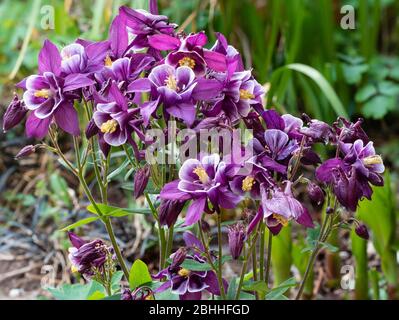 Nach oben gerichtete Blüten der blühenden Hybride Aquilegia 'Winky Purple and White' Stockfoto