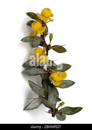 Isolierter Blütenzweig der warzigen Berberitze, Berberis verruculosa, ein winterharter immergrüner Strauch auf weißem Grund Stockfoto