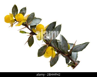 Isolierter Blütenzweig der warzigen Berberitze, Berberis verruculosa, ein winterharter immergrüner Strauch auf weißem Grund Stockfoto