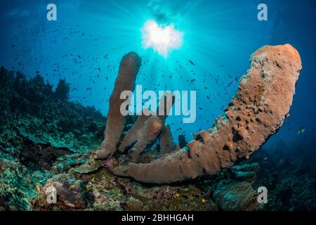 Schwämme in der Tomini Bay Stockfoto