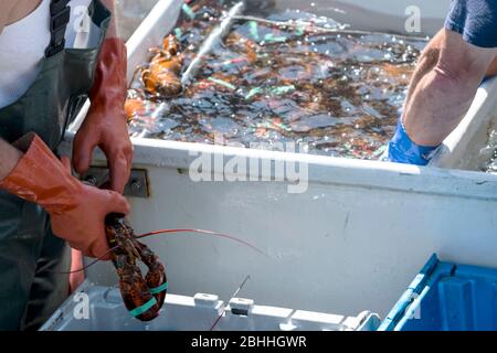 Frisch gefangene Maine Hummer werden von einem Fischer auf seinem Boot sortiert, um am Ende des Tages verkauft werden Stockfoto