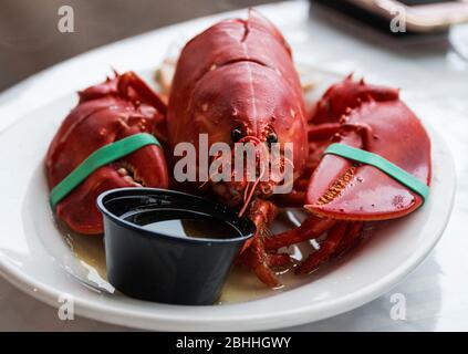 Ein frischer Maine Hummer mit Blick auf die Kamera auf einem Teller, der bereit ist, mit geschmolzener Butter auf dem Teller zu essen und in einer hinteren Tasse, in die der Hummer eingetaucht wird. Stockfoto