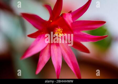 Makro- und Tiefenschärfe (selektiver Fokus) mit der Blume eines roten Weihnachtskaktus (Schlumbergera). Stockfoto