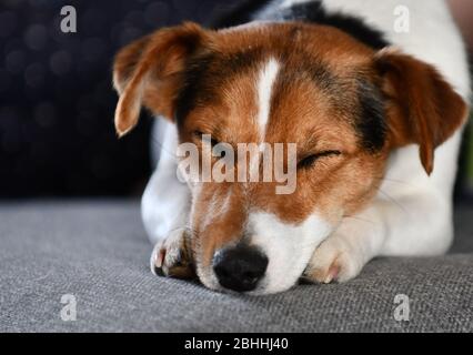 Jack Russell Terrier schläft auf einem grauen Kissen. Stockfoto