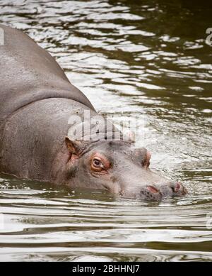 Nahaufnahme des isolierten Nilpferd-Tieres (Hippopotamus amphibius). Hippo Schwimmen im Freien in Gefangenschaft, West Midland Midlands Safari Park, Großbritannien Stockfoto
