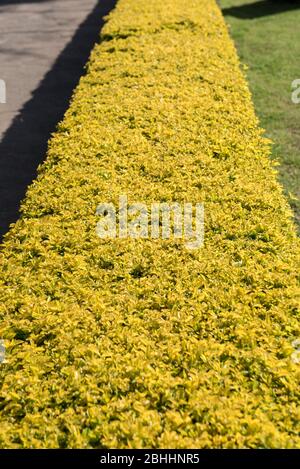 Khajuraho / Indien 24. Februar 2017 Kubanische Gold Duranta immergrüne Strauchpflanze im khajuraho Garten in madhya pradesh Indien Stockfoto