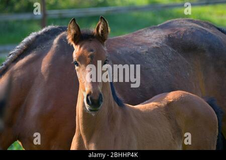 Porträt eines niedlichen Lorbeer Warmblut Stutfohlen, neben seiner Mutter in einer grünen Wiese stehend. Stockfoto