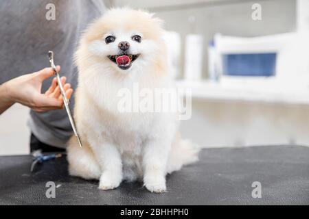 Konzept Friseur für Tiere, Groomer hat Happy Dog pomeranian spitz getrimmt Stockfoto