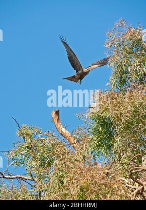 Schwarzer Drachen milvus migrans wilder Vogel im Flug von Barsch des Astes in großen Baum Stockfoto