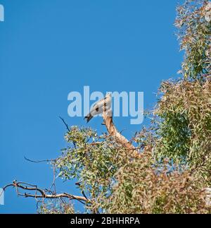Schwarzer Drachen milvus migrans wilder Vogel stand auf Barsch des Astes in großen Baum Stockfoto