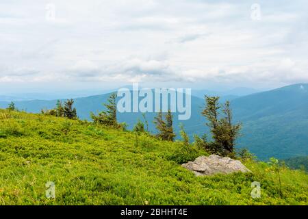 alpweiden von mnt. runa, ukraine. Reihe von Bäumen auf dem Hügel. Schöne Naturkulisse der karpaten im Sommer. wolkiges Wetter Stockfoto