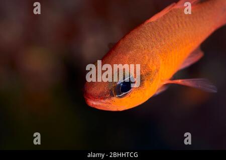 Mediterrane Kardinalfische (Apogon imberbis) Unterwasseraufnahme im Naturpark Ses Salines (Formentera, Balearen, Mittelmeer, Spanien) Stockfoto