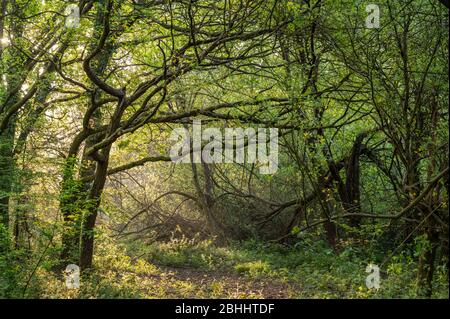 Bezaubernde Wälder im Frühling Morgensonne im Scrase Valley Nature Reserve, Haywards Heath, West Sussex, England. Stockfoto