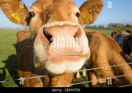 Nahaufnahme der Nase einer Jersey-Kuh Gesicht in einem Feld, Kent England Vereinigtes Königreich Stockfoto