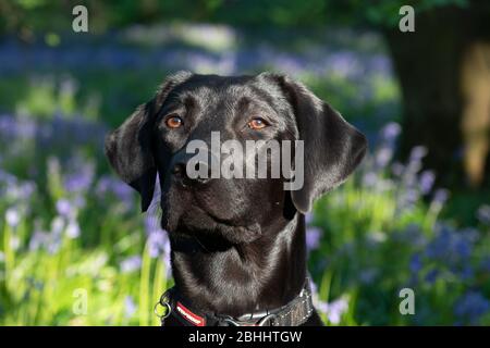 Labrador in Bluebells Stockfoto