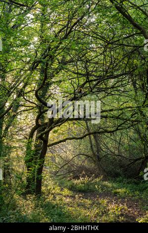 Bezaubernde Wälder im Frühling Morgensonne im Scrase Valley Nature Reserve, Haywards Heath, West Sussex, England. Stockfoto