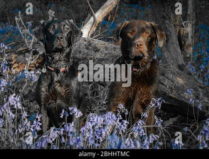 Labrador in Bluebells Stockfoto