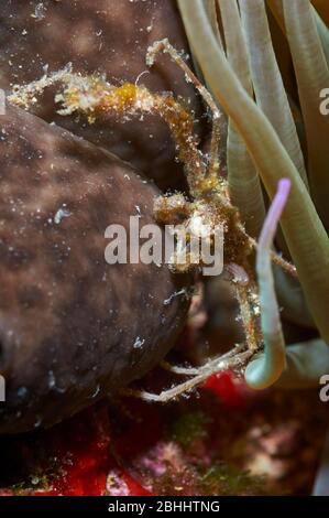 Lauchspinnenkrabbe (Inachus phalangium) Unterwasser-Nahaufnahme im Naturpark Ses Salines (Formentera, Balearen, Mittelmeer, Spanien) Stockfoto