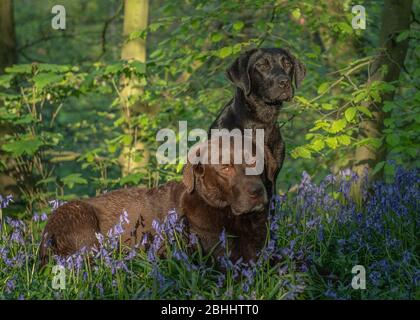 Labrador in Bluebells Stockfoto