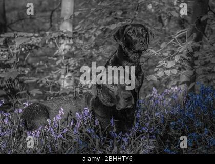 Labrador in Bluebells Stockfoto