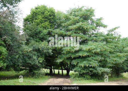 Gleditsia triacanthos. Ein Baum im Wald im Kaukasus. Stockfoto
