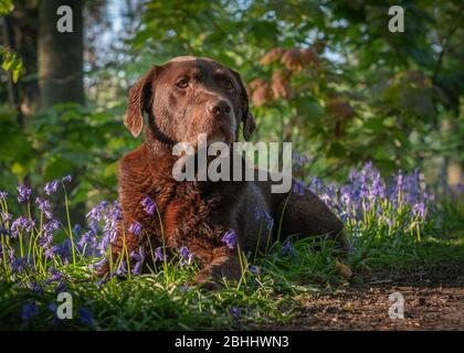 Labrador in Bluebells Stockfoto