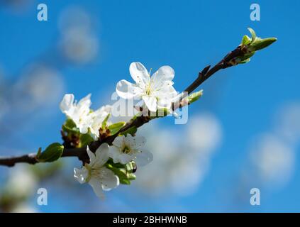 Die Blumen des blühenden Baumes auf dem Hintergrund des blauen Himmels Stockfoto