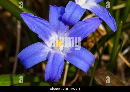 Nahaufnahme der blühenden blauen scilla luciliae blüht an sonnigen Tag. Erste Frühling Zwiebelpflanzen. Selektiver Fokus. Stockfoto