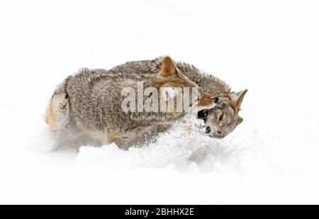 Zwei Coyotes Canis latrans isoliert auf weißem Hintergrund kämpfen im Winterschnee in Kanada Stockfoto