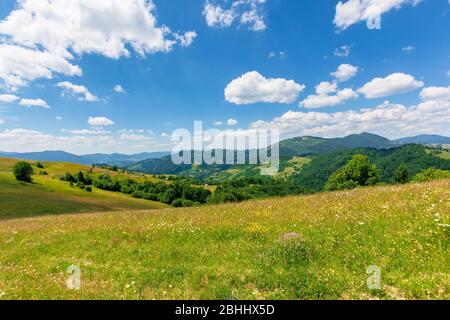 Sommerlandschaft der bergigen Landschaft: alpine Heufelder mit wilden Kräutern auf sanften Hügeln am hohen Mittag. Bewaldeter Bergrücken in der Ferne