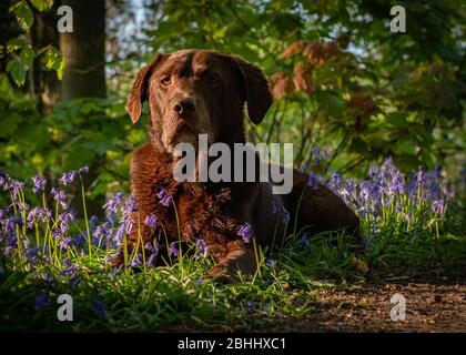 Labrador in Bluebells Stockfoto